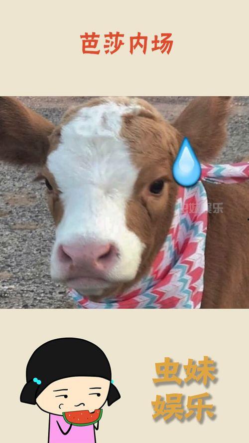 娱乐吃瓜酱正经吗