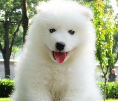 娱乐吃瓜酱萨摩耶,揭秘娱乐圈那些不为人知的幕后故事