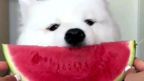 娱乐吃瓜酱萨摩耶,揭秘娱乐圈那些不为人知的幕后故事